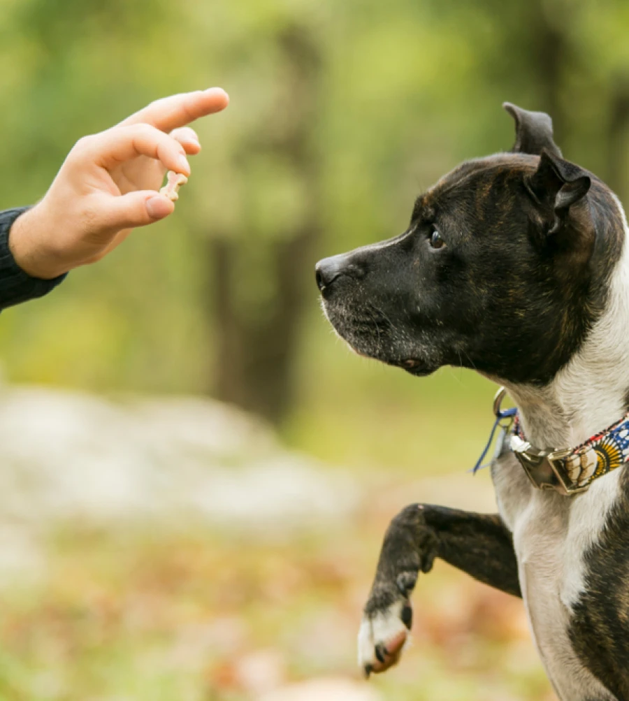 Codetdog Reeducation Canine Sur Brest Education