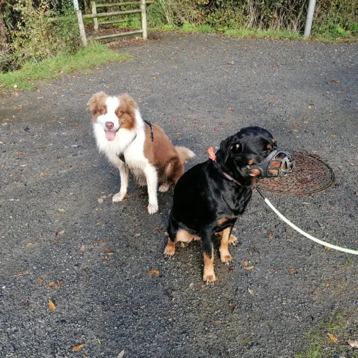 Codetdog Reeducation Canine Sur Brest Reeducation Canine