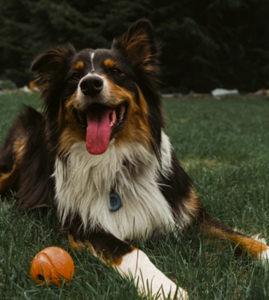 Codetdog Reeducation Canine Sur Brest Sport Canin