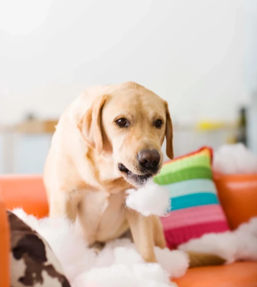 Codetdog Reeducation Canine Sur Brest Comportement
