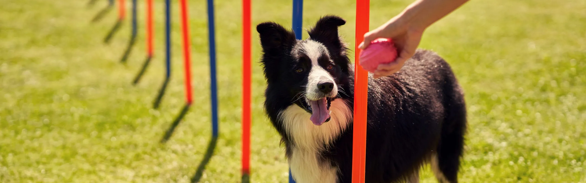 Activité canine à Plouzané